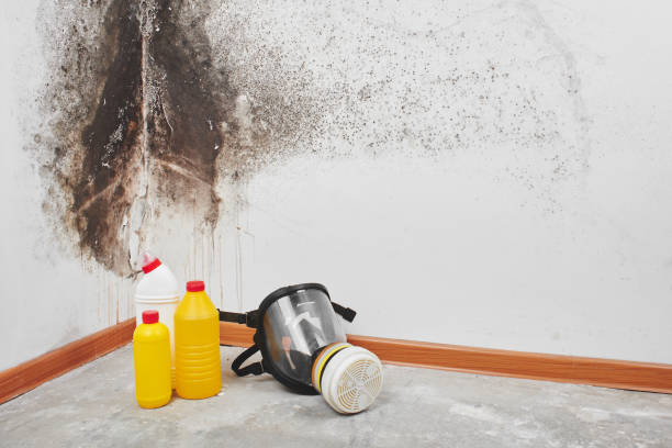 Best Mold Removal and Inspection  in Newpt, OR