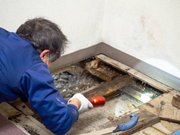 Best Toxic Mold Removal  in Newpt, OR