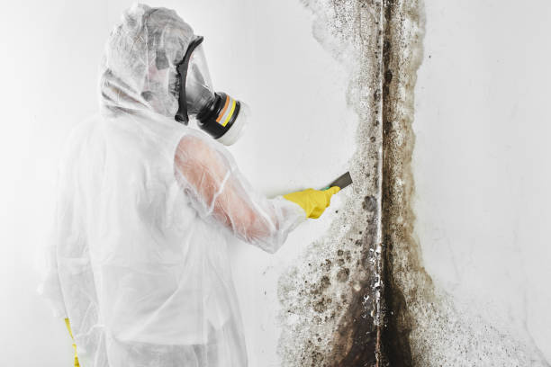 Best Office Mold Removal Services  in Newpt, OR