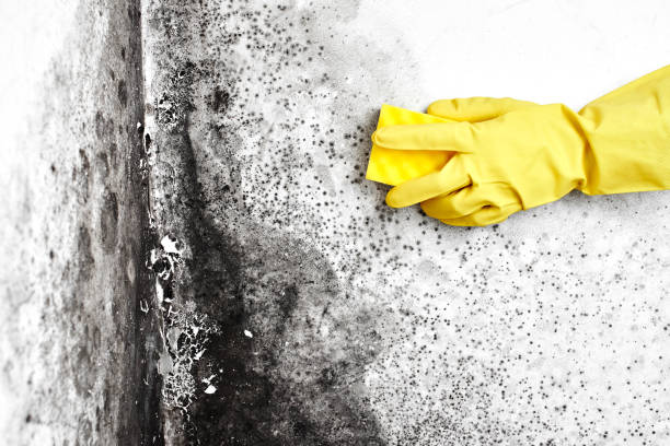 Professional Mold Removal in Newport, OR