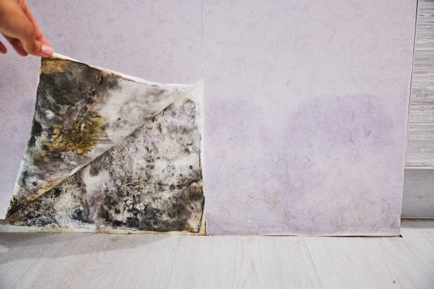 Best Commercial Mold Removal  in Newpt, OR